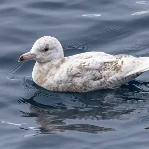 Glaucous Gull Print - Polarstern Ship Encounter Glaucous Gull Print - Polarstern Ship Encounter