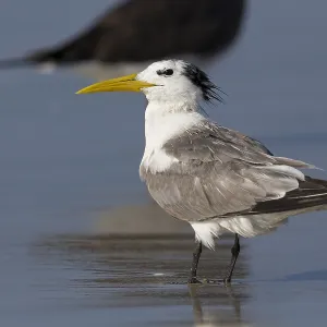 Greater Crested Tern Print, Taqah Beach, Oman Greater Crested Tern Print, Taqah Beach, Oman