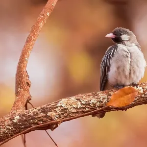 Greater Honeyguide Print - Perched on a Branch in Tanzania Greater Honeyguide Print - Perched on a Branch in Tanzania