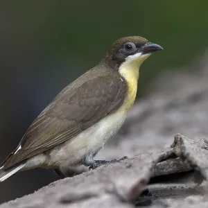 Greater Honeyguide Print: Immature Bird on Log in the Gambia Greater Honeyguide Print: Immature Bird on Log in the Gambia