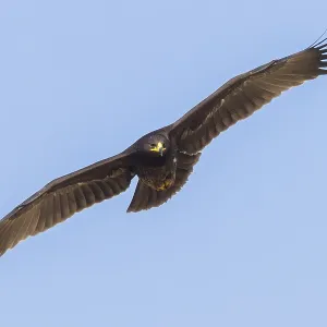 Greater Spotted Eagle Print: Juvenile in Flight Greater Spotted Eagle Print: Juvenile in Flight