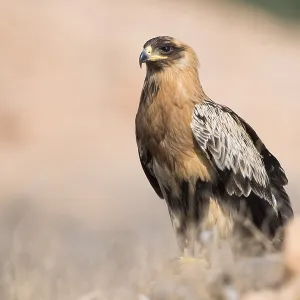 Greater Spotted Eagle Print (Clanga clanga, fulvescens variation juvenile) Greater Spotted Eagle Print (Clanga clanga, fulvescens variation juvenile)