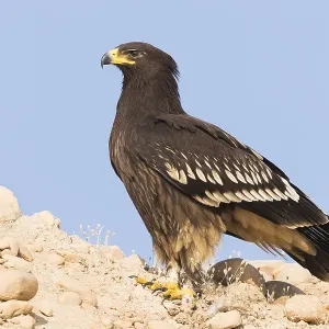 Greater Spotted Eagle Print, juvenile bird on ground Greater Spotted Eagle Print, juvenile bird on ground