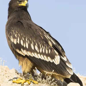 Greater Spotted Eagle Print: Juvenile on Ground Greater Spotted Eagle Print: Juvenile on Ground