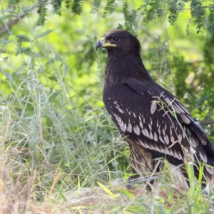 Greater Spotted Eagle Print, Juvenile Bird on Grass Greater Spotted Eagle Print, Juvenile Bird on Grass