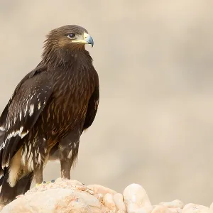 Greater Spotted Eagle Print, Juvenile Perched on Rock Greater Spotted Eagle Print, Juvenile Perched on Rock