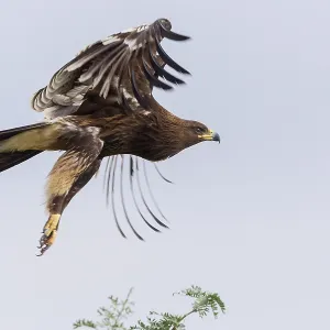 Greater Spotted Eagle Print, Juvenile in Flight Greater Spotted Eagle Print, Juvenile in Flight