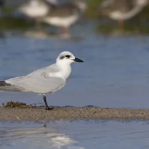 Gull-billed Tern Print, Standing on Mud in Salalah, Oman Gull-billed Tern Print, Standing on Mud in Salalah, Oman
