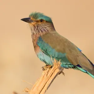 Indian Roller Print, Perched on a Wooden Log Indian Roller Print, Perched on a Wooden Log