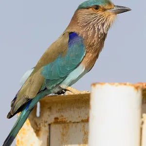Indian Roller Print, Standing on a Post in Oman Indian Roller Print, Standing on a Post in Oman