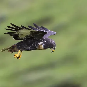 Jackal Buzzard Print: Buteo rufofuscus in Flight over Agami