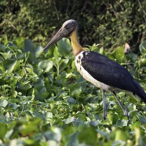 Javaanse Maraboe Print, a photograph of the Lesser Adjutant bird species Javaanse Maraboe Print, a photograph of the Lesser Adjutant bird species
