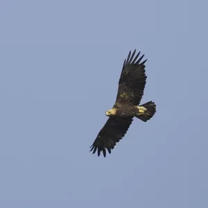 Eastern Imperial Eagle Print in Flight Eastern Imperial Eagle Print in Flight