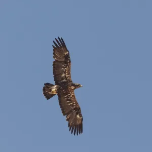 Eastern Imperial Eagle Print in Flight Eastern Imperial Eagle Print in Flight