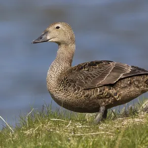 King Eider Print, Female on Grass King Eider Print, Female on Grass
