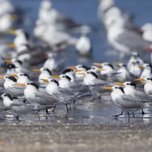 Lesser Crested Tern Print, Liwa Beach Scene Lesser Crested Tern Print, Liwa Beach Scene