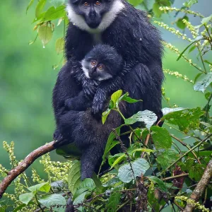 Le singe de L'Hoest (Cercopithecus lhoesti)