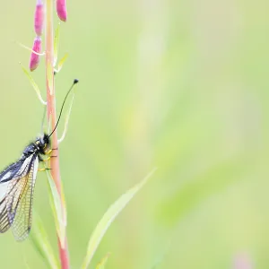 Marco Print of Libelloides sibiricus Imago Marco Print of Libelloides sibiricus Imago