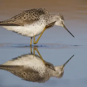 Marsh Sandpiper Print - Adult Tringa stagnatilis Image