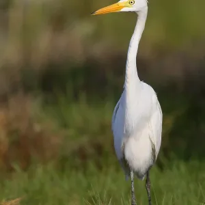 Medium Egret Print, Standing on Grass in Oman Medium Egret Print, Standing on Grass in Oman