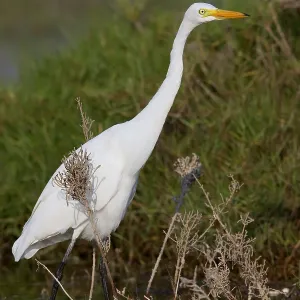 Medium Egret Print, Salalah, Oman Medium Egret Print, Salalah, Oman