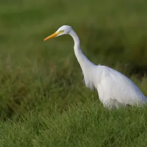 Medium Egret Print, Standing on Grass in Oman Medium Egret Print, Standing on Grass in Oman