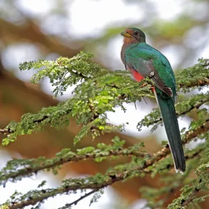 Narina Trogon Print Narina Trogon Print