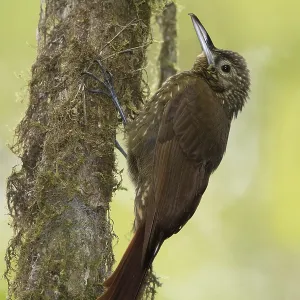 Green Backed Woodpecker