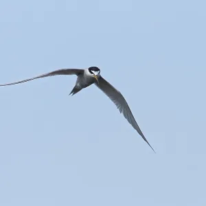 Peruvian Tern Print from Agami