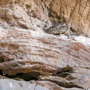Print of Pharaoh Eagle-Owl perched on a desert cliff in Egypt Print of Pharaoh Eagle-Owl perched on a desert cliff in Egypt