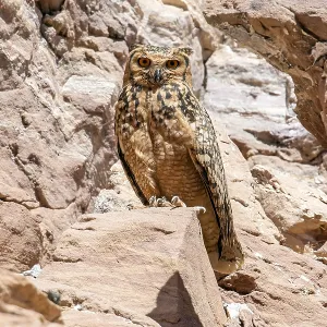 Print of Adult Pharaoh Eagle-Owl on Cliff near Abu Simbel Print of Adult Pharaoh Eagle-Owl on Cliff near Abu Simbel