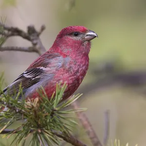 Pine Grosbeak Print from Agami Pine Grosbeak Print from Agami