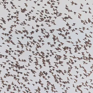 Red-billed Quelea Print - Tanzania Flock Scene Red-billed Quelea Print - Tanzania Flock Scene