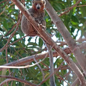 Print of Red-fronted lemur (Eulemur rufifrons) Print of Red-fronted lemur (Eulemur rufifrons)