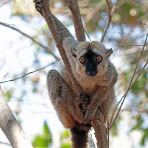 Red-fronted lemur Print: Madagascar Landscape Photo Red-fronted lemur Print: Madagascar Landscape Photo