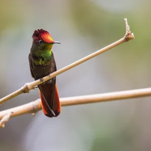 Ruby Topaz Hummingbird Print