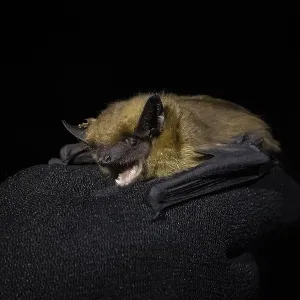 Serotine Bat Print - Eptesicus serotinus Trapped in Agami Serotine Bat Print - Eptesicus serotinus Trapped in Agami