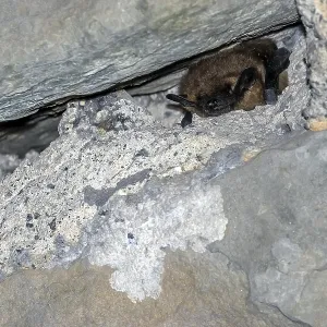 Serotine Bat Print, Wintering in Tunnel near Yvoir, Belgium Serotine Bat Print, Wintering in Tunnel near Yvoir, Belgium