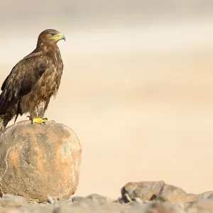 Steppe Eagle Print, Standing on a Rock in Oman Steppe Eagle Print, Standing on a Rock in Oman