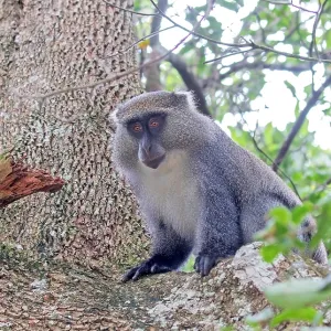 Sykes Monkey Print (Cercopithecus mitis albogularis)