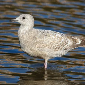 Thayer's Gull Print, Lake Merritt, California Thayer's Gull Print, Lake Merritt, California