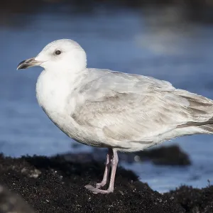 Print of a Second-winter Thayer's Gull along the Californian coast