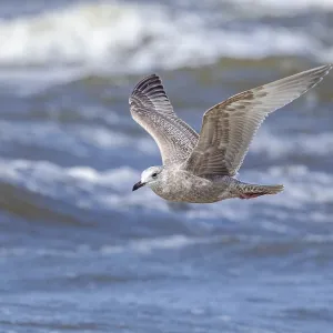 Print of First-winter Thayer's Gull in Flight over Bergen-aan-Zee Print of First-winter Thayer's Gull in Flight over Bergen-aan-Zee
