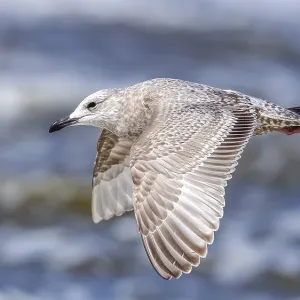 Thayer's Gull Print - First-winter Larus thayeri in Flight Thayer's Gull Print - First-winter Larus thayeri in Flight