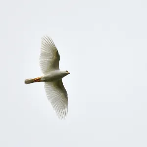 Grey Goshawk