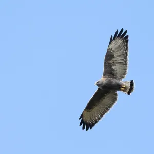 Variable Hawk