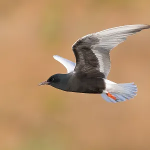 White-winged Tern Print: Adult Standing in Water, Agami White-winged Tern Print: Adult Standing in Water, Agami