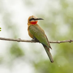 Witkapbijeneter Print - White-fronted Bee-eater Image Witkapbijeneter Print - White-fronted Bee-eater Image