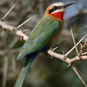 Witkapbijeneter Print: Perched White-fronted Bee-eater on Branch Witkapbijeneter Print: Perched White-fronted Bee-eater on Branch