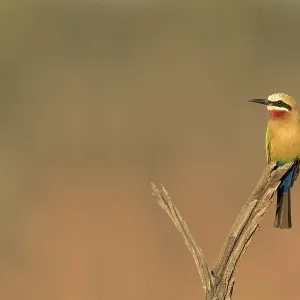 Witkapbijeneter Print - White-fronted Bee-eater Image Witkapbijeneter Print - White-fronted Bee-eater Image